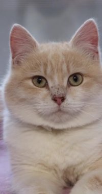 Çekici yeşil gözlü güzel krem rengi kedi büyüleyici portreler serisi için zarifçe poz veriyor.