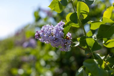 Yeşil yapraklı bir dalda açan narin mor leylak çiçeklerinin yakın çekimi ilkbahar bahçesinde gün ışığıyla aydınlatılır.