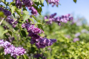 Dallar üzerinde kokulu mor leylak çiçeklerinin yakın plan görüntüsü bulanık yeşil bir arka planda, bahar zamanının güzelliğini yakalıyor.