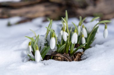 Delicate snowdrop flowers bravely push through the last remnants of winter snow, symbolizing the arrival of spring and the renewal of life clipart