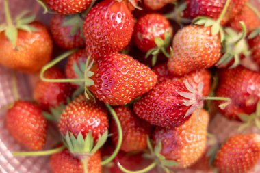 Olgun çileklere yakın çekim, canlı kırmızı renklerini ve küçük tohumlarını sergiliyorlar, tazeliğin görsel çekiciliğini yaratıyorlar.