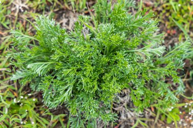 Canlı, yeşil bir bitkinin doğal ortamında gelişimi, doğanın esnekliğinin güzelliğini gözler önüne seriyor.