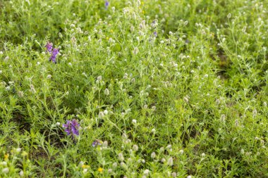 Teksas 'ta bir tarlada yetişen küçük beyaz çiçekli yeşil bitkiler, mor çiçekler biraz renk katıyor.