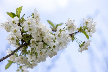 Yumuşak mavi gökyüzünde açan narin beyaz çiçeklerle kiraz ağacı dalları ilkbahar yenilenmesinin özünü yakalıyor.