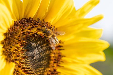 Bir bal arısının yakından görüntüsü özenle canlı bir ayçiçeğinden altın polen topluyor ve yaz güneşinin tadını çıkarıyor.