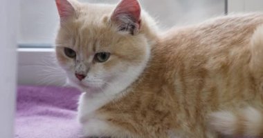 Beyaz göğüslü güzel krem renkli kedi pencerenin yanında yatıyor ve merakla etrafa bakıyor.