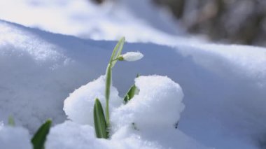 Narin kar damlası çiçeği Galanthus plicatus eriyen karları itiyor, baharın gelişini simgeliyor.