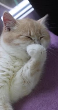 Beyaz ve taba kedisi pençelerini yalarken rahat mor bir battaniyede dinlenirken, tapılası bir tımar davranışı sergiliyor.