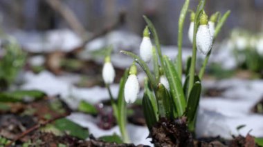 Kar damlaları Galanthus plikatı, durgun bir ormanda eriyen karlar arasında çiçek açar. Baharın erken dönemlerinin güzelliğini ve doğanın yenilenmesini gözler önüne serer.