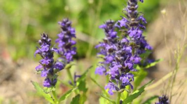 Mor çiçekler ve yeşil yapraklar rüzgarda hafifçe sallanıyor, doğada sakin ve sakin bir atmosfer yaratıyor.