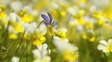 Yalnız mor ve beyaz çiçek, doğanın güzelliğini gözler önüne seren, canlı sarı ve beyaz çiçeklerin arasında duruyor.