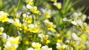 Beyaz ve sarı yapraklı sarı çiçekler yumuşak bir esintide hafifçe sallanarak sakin ve huzurlu bir atmosfer yaratırlar.