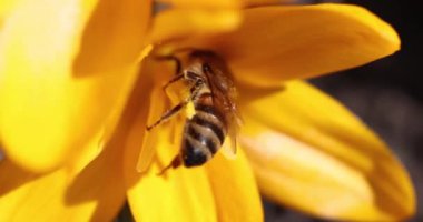 Arı canlı sarı bir çiçek içinde enerjik bir şekilde hareket eder, tüylü vücudunda polen toplar.