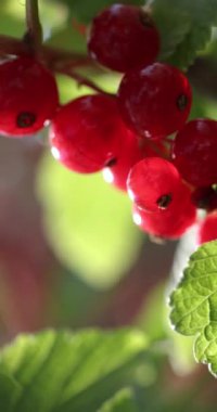 Parlak güneşin altındaki bir daldan sarkan kırmızı kuşüzümü canlı renklerini ve taze, sulu cazibelerini sergiliyor.