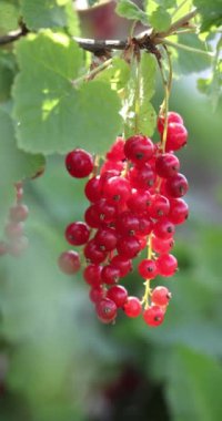 Bir grup kırmızı kuşüzümü güneş ışığı altında büyür, canlı renklerini ve taze görünüşlerini bir bahçe ortamında sergilerler.