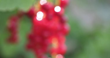 Bir grup kırmızı kuşüzümü, canlı renklerini ve taze, sulu cazibelerini sergileyerek, bir bahçedeki dallara tutunurlar.