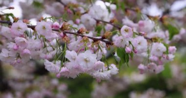 Narin pembe kiraz çiçekleri dalda usulca sallanıyor ilkbaharda doğanın güzelliğini sergiliyor.