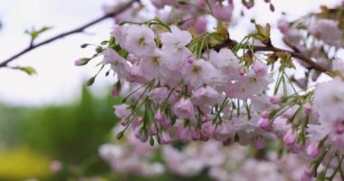 Güneşli bir bahar gününde rüzgarda sallanan kiraz ağaçları doğanın güzelliğini ve narin çiçeklerini sergiliyor.