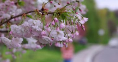 Pembe ve beyaz çiçekli bir kiraz ağacının dalı rüzgarda sallanırken, arka planda bir yaya yürüyor.