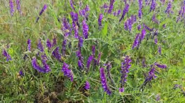 Mor çiçekler rüzgarda hafifçe sallanıyor canlı bir tarlada sakin bir atmosfer yaratıyor, doğanın güzelliğini gösteriyor.