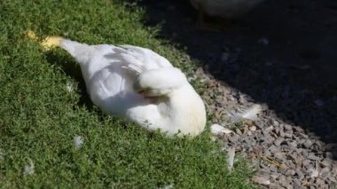 Beyaz ördek güneşli bir günde çimlerde tüylerini kabartmak kırsal alanda huzur verici bir manzara yaratır.