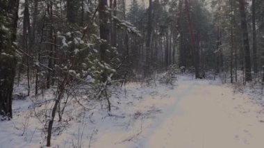 Ağaçların arasından süzülen güneş ışığı, karlı bir ormanda kışın güzelliğini gösteren sakin bir atmosfer yaratır.