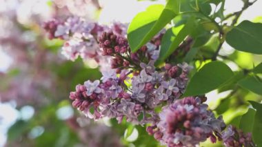 Leylak çiçekleri rüzgarda usulca sallanır sakin bir bahar gününün ılık güneşi altında, doğanın güzelliğini gösterir
