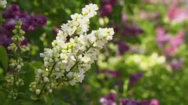 Rüzgarda sallanan beyaz leylak dalı yeşil yaprakların bulanık arkaplanı ve diğer leylak çiçekleriyle