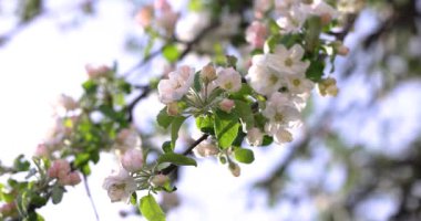 Yumuşak bahar esintisi narin bir elma dalını sallıyor yumuşak odaklı arka plana doğru.