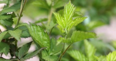 Yakından bakıldığında, yeni ahududu yapraklarının bir çalılıkta ortaya çıktığını, bahar boyunca canlı yeşil büyümeyi vurguluyor
