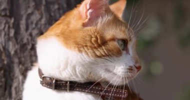 Meraklı kızıl ve yakalı beyaz kedi dikkatle etrafını gözlemler, ekranın dışındaki bir şeyden büyülenir.