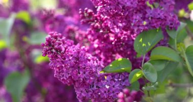 Güzel mor leylak çiçeklerinin yakın plan görüntüsü rüzgarda hafifçe sallanıyor, baharın canlı renklerini sergiliyor.