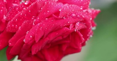 Güzel kırmızı bir gülü yakından çek, köpüklü su damlacıklarıyla kaplı, narin taç yapraklarını ve canlı renklerini sergiliyor.