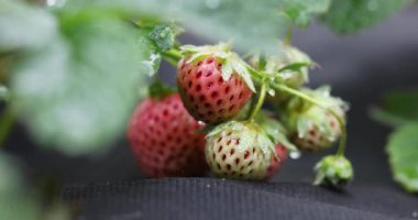 Yakından bakınca olgun ve olgunlaşmamış çilekleri bir sarmaşıkta sergiliyor, su damlalarıyla parlıyor, tazeliği ve büyümeyi ön plana çıkarıyor.