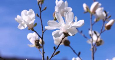 Zarif beyaz manolya çiçekleri dalda açar, canlı mavi gökyüzüne karşı güzelliklerini sergilerler.