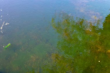 Nehirde yeşil algler çiçek açıyor, yüzeyde kalın bir katman oluşturuyor ve suyu kirletiyor, görünen bir ağaç yansıması ile.
