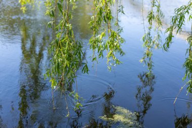 Taze yeşil yapraklı söğüt dalları baharda bir göletin ya da gölün sakin su yüzeyine hafifçe dokunarak dalgalanmalar yaratıyor.