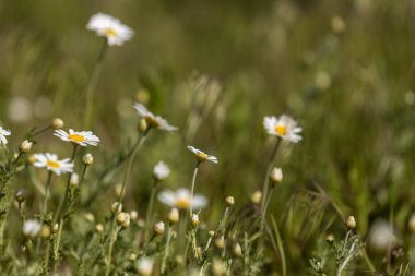 Canlı bir tarlada çiçek açan papatyaların yakın plan görüntüsü, güzellik ve tazelikle dolu huzurlu ve huzurlu bir doğal manzara sergiliyor.