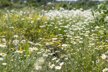 Güneşli bir günde bir tarlada açan papatya çiçekleri güzel bir doğal manzara yaratır.