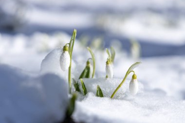 Narin kar damlaları, doğanın esnekliğini ve baharın eli kulağında gelişini simgeleyen taze kar örtüsünü cesurca iterler.