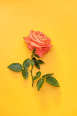 Yaprakların üzerine su damlaları ve parlak sarı bir zemin üzerinde uzanan mercan gülü canlı ve renkli bir bileşim oluşturur.