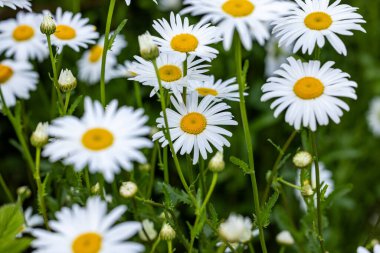 Yaz boyunca bir tarlada büyüyen sarı merkezli beyaz papatyalara yakın çekim, canlı ve neşeli bir sahne yaratır.