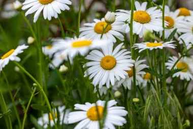 Bir tarlada büyüyen sarı merkezli güzel beyaz papatyalar huzurlu ve doğal bir yaz manzarası yaratıyor.