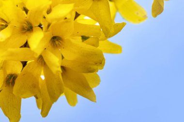 Parlak sarı forsythia çiçeklerinin yakın çekimi berrak mavi bir gökyüzüne karşı çiçek açarak ilkbahar yenilenmesinin ve güzelliğin özünü yakalıyor.