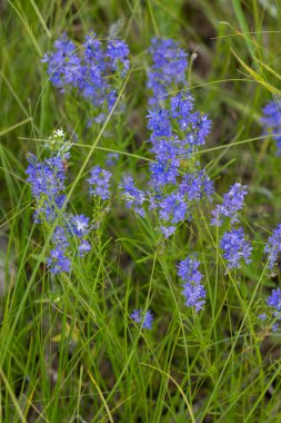 Yeşil çimenlikte açan mor toadflax çiçekleri canlı bir renk gösterisi yaratıyor.