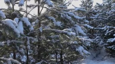 Yumuşak kış güneşi karla kaplı çam ağaçlarının arasından süzülüyor, parıldayan beyaz dallarıyla el değmemiş ormanlık arazide hafif bir ışıltı saçıyor.