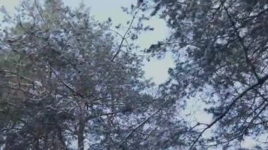 Karla kaplı çam ağaçları yavaşça sallanıyor, soluk kış gökyüzüne doğru yavaşça hareket ediyor, narin dal hareketiyle huzurlu orman atmosferini ortaya çıkarıyor.