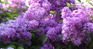 Güzel mor leylak çiçekleri rüzgarda hafifçe sallanıyor, dingin ve büyüleyici bir manzara yaratıyor.