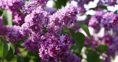 Çiçek açmış güzel mor leylak çiçekleri bahar bahçesindeki bir dalda yavaşça sallanıyor.