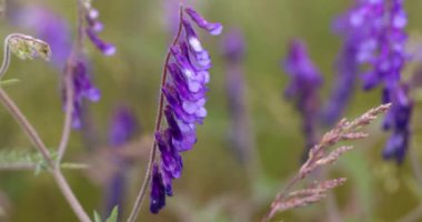 Mor tomurcuk desenli çalı çiçekleri verimli bahar çayırlarında usulca sallanıyor, narin mor çiçekler, yumuşak doğal ışıkta dans ediyor.